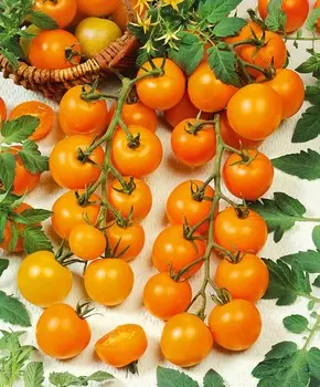 Помидор черри Ликёр F1