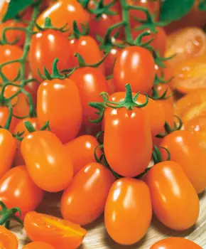 Помидор черри Одат F1