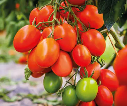 Помидор черри Терёшечка