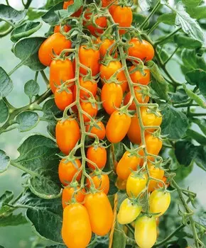 Помидор черри Ваниль F1