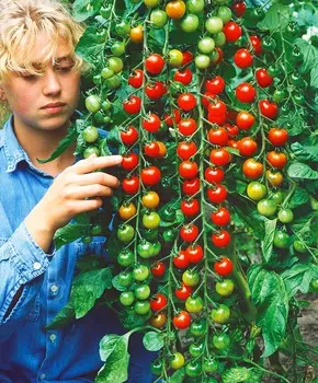 Помидор черри Вишенка F1