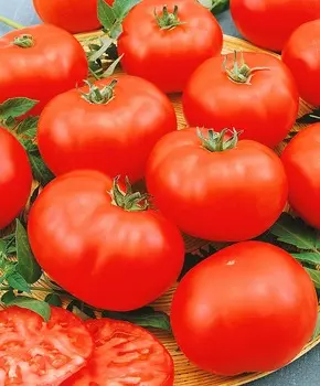 Помидор Декабрист F1