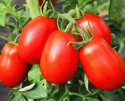 Помидор Дюшес F1