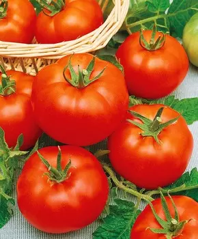 Помидор Елена F1