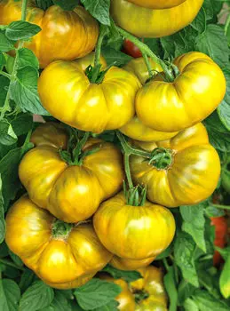 Помидор Еллоу кой