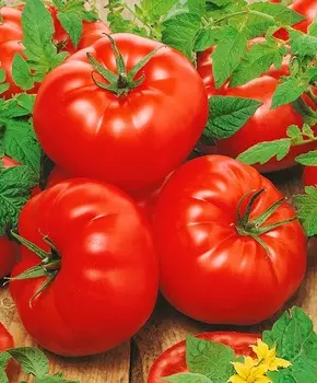 Помидор Енисей F1