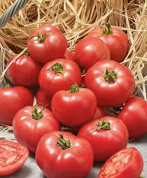 Помидор Ерофеич розовый F1