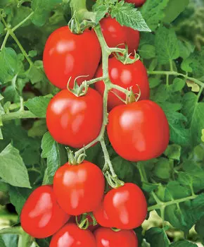 Помидор Герой ранних F1