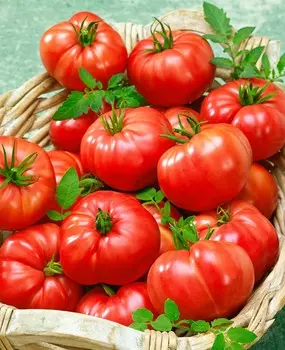 Помидор Гладиатор F1