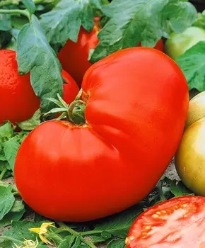 Помидор Главный калибр F1