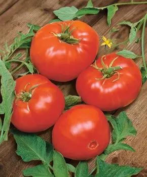 Помидор Глобус