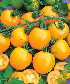 Помидор Голд раш F1