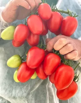 Помидор Гроздевой F1