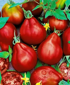 Помидор Грушка чёрная