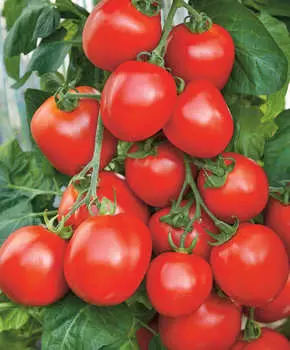 Помидор Гюзель F1