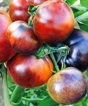 Помидор Иван-да-Марья F1