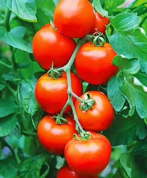 Помидор Энергия F1