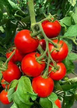 Помидор Катя F1