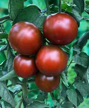 Помидор Китальфа F1