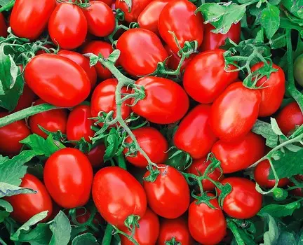 Помидор Классик F1