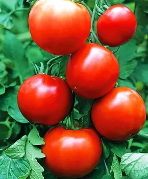 Помидор Князь серебряный F1