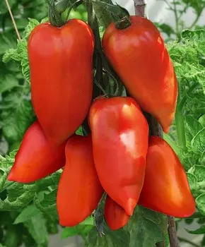 Помидор Корнабель F1