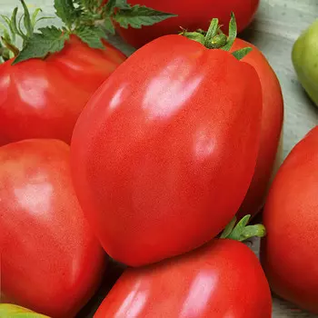 Помидор Королевский пингвин F1