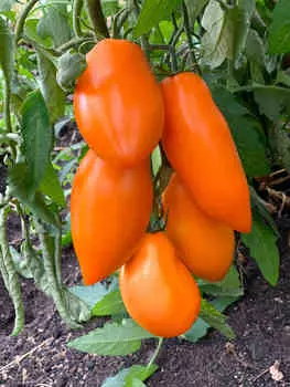 Помидор Костёр Артека