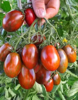 Помидор Криспина плюм