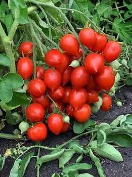 Помидор Купидон