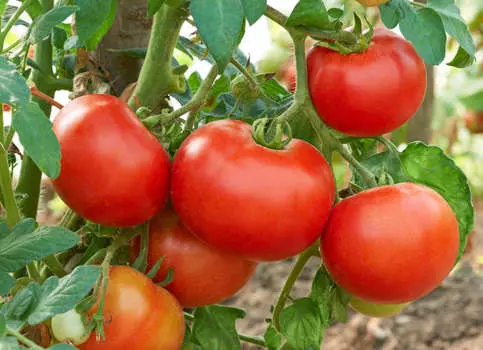 Помидор Лада F1