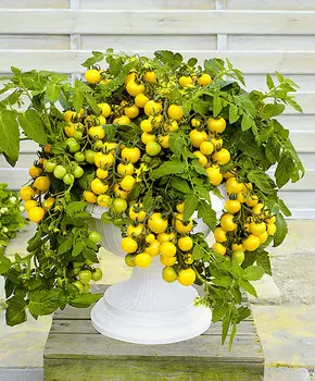 Помидор Лимонный щербет F1