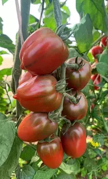 Помидор Лукум