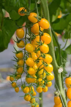 Помидор Маджино F1