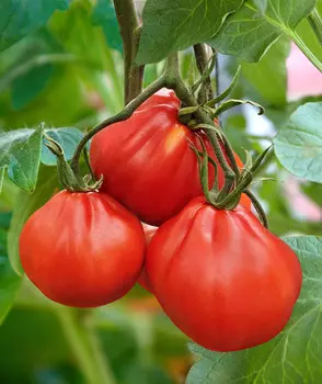 Помидор Мамин любимый
