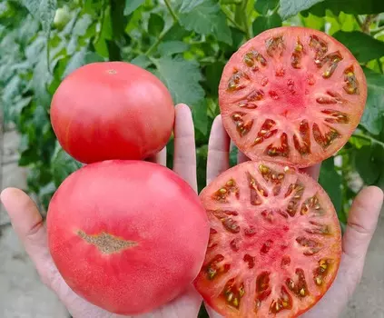 Помидор Мануза F1