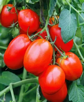 Помидор Манжерок F1