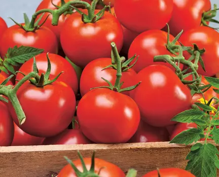 Помидор Метелица F1