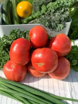 Помидор Могучан Степанова