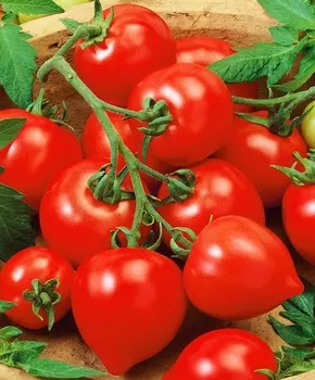 Помидор Моя любовь F1