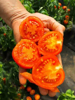 Помидор Нью оранж