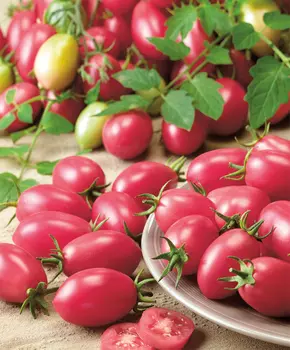 Помидор Новичок розовый