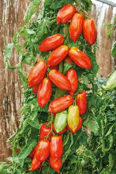 Помидор Оле-Лукойе