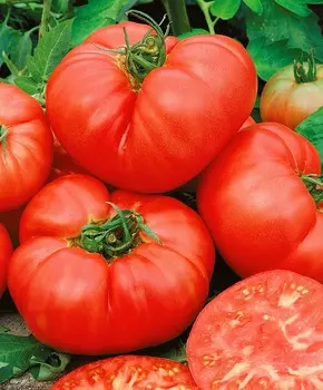 Помидор Орлец F1