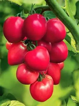 Помидор Пинк Хайп F1