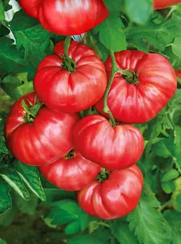 Помидор Пинк Кой