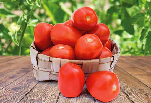 Помидор Пировальный