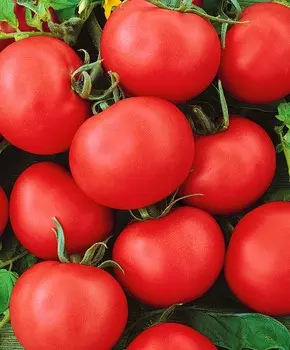 Помидор Праздничный (улучшенный)