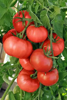 Помидор Прелесть F1