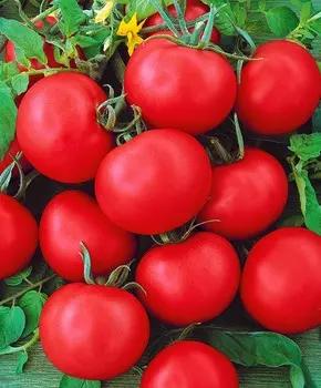 Помидор Прохор F1